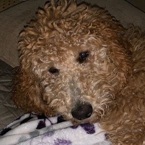 Meet your Posher, Nancy